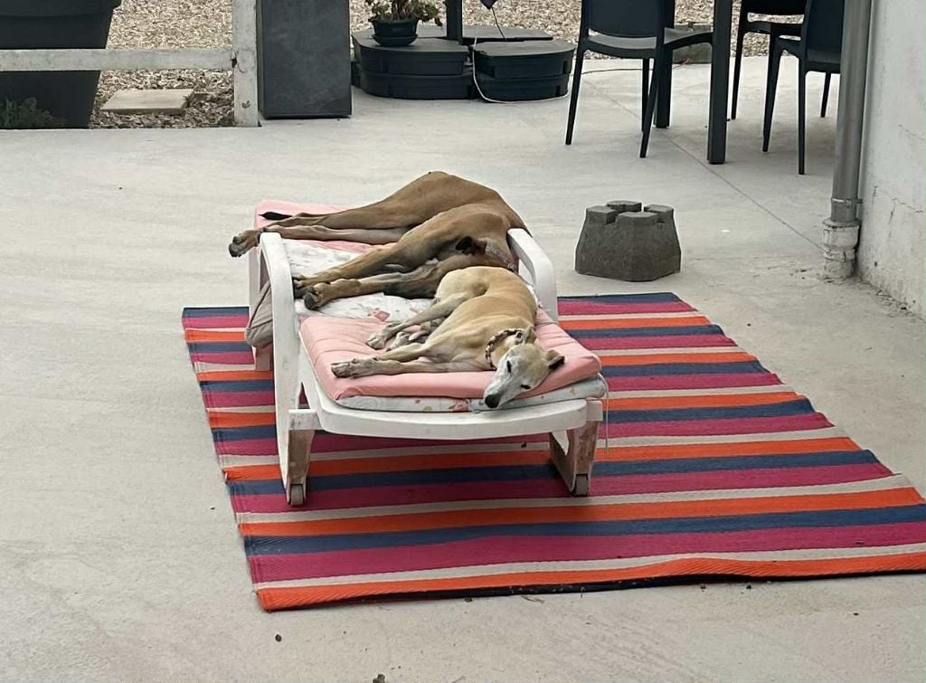 Ahpollon Du domaine de pharamond