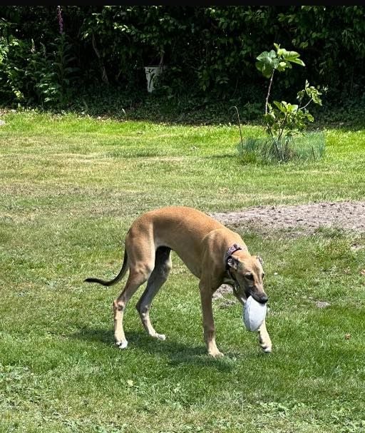 Ahpollon Du domaine de pharamond