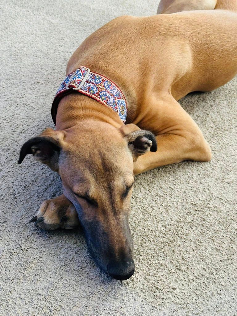 Ahpollon Du domaine de pharamond