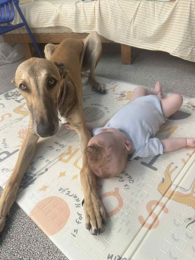 Ahpollon Du domaine de pharamond