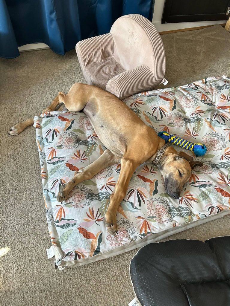 Ahpollon Du domaine de pharamond