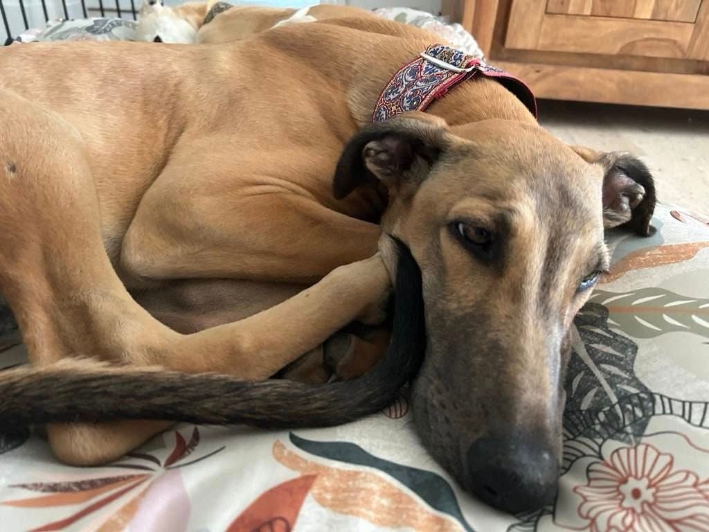 Ahpollon Du domaine de pharamond