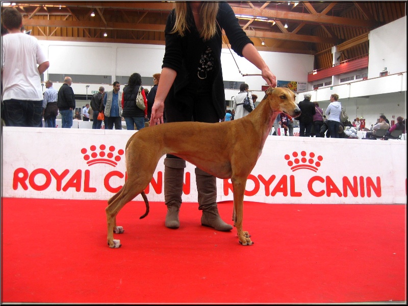 CH. Ellorah Du domaine de pharamond - 1ER EXC-CACS-CACIB-BOS