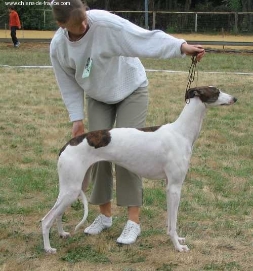 CH. Antéah remember her Du domaine de pharamond - Excellent Sélectionnée 4e