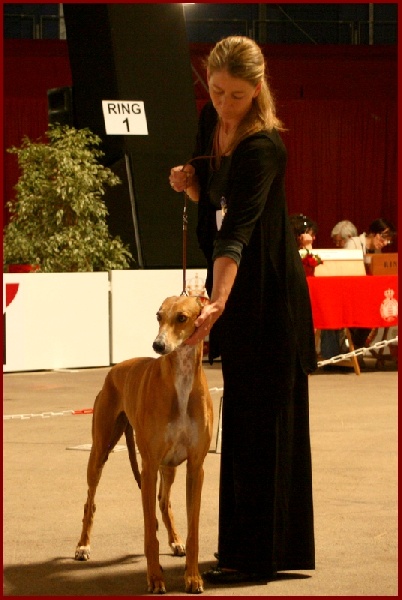 CH. Ellorah Du domaine de pharamond - 1ER EXC-CACS-CACIB