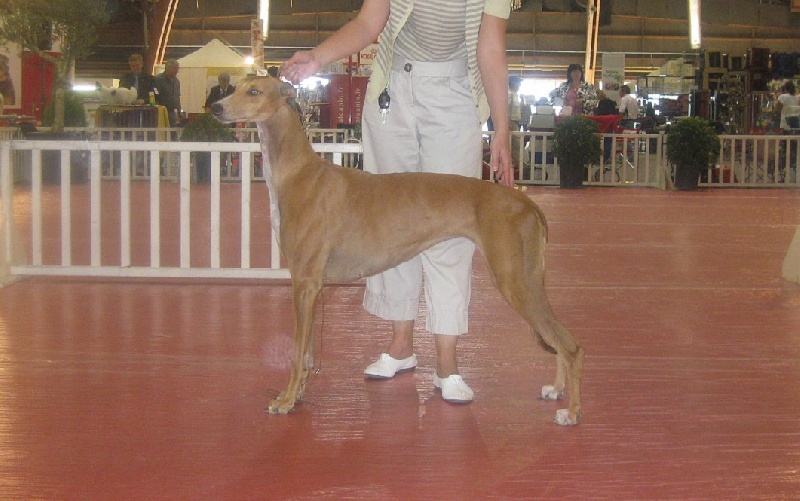 CH. Ellorah Du domaine de pharamond - RCACS- 2e Excellent