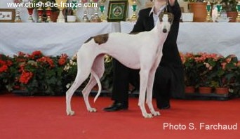 CH. Antéah remember her Du domaine de pharamond - 1ere excellent - RCACS