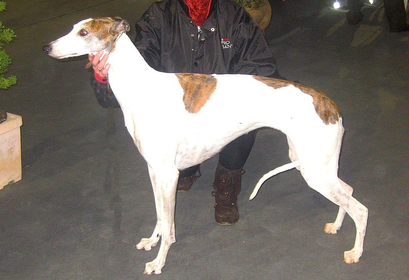 CH. Antéah remember her Du domaine de pharamond - 1ER EXC-CACS-CACIB-BOS