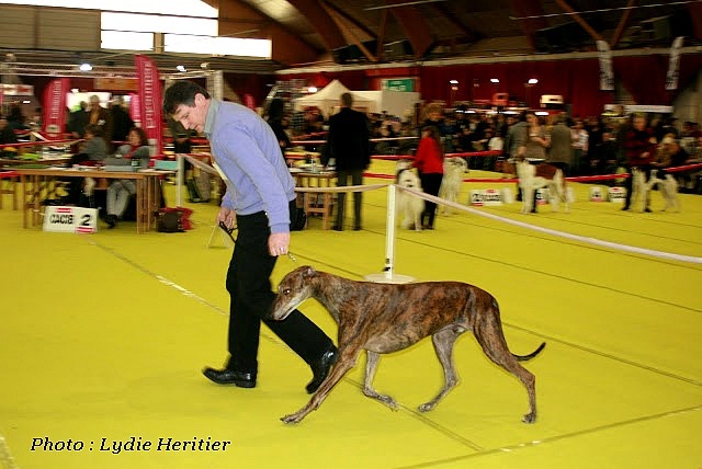 Eliantho for ever Du domaine de pharamond - 2e Excellent-RCACS