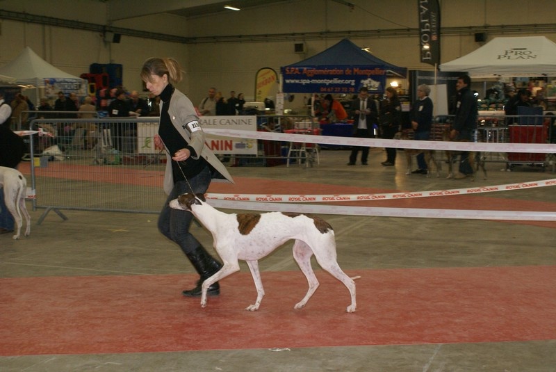 CH. Antéah remember her Du domaine de pharamond - 3e Excellent