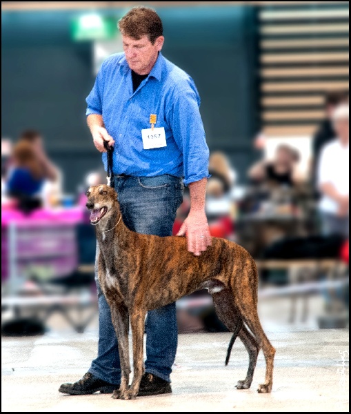 Eliantho for ever Du domaine de pharamond - 1ER EXC-CACS-CACIB-BOB