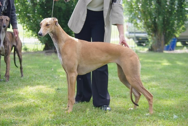 CH. Ellorah Du domaine de pharamond - Sélectionnée 2e Excellent