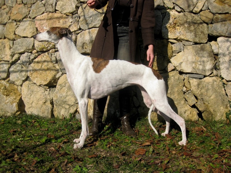 CH. Antéah remember her Du domaine de pharamond - RCACS- 2e Excellent