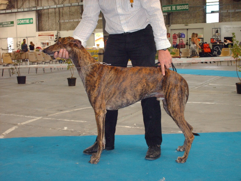 Eliantho for ever Du domaine de pharamond - 1er EXC. CACS- BOB- BIG4