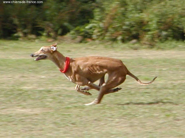 CH. Ryahnna De La Haultière - CACP