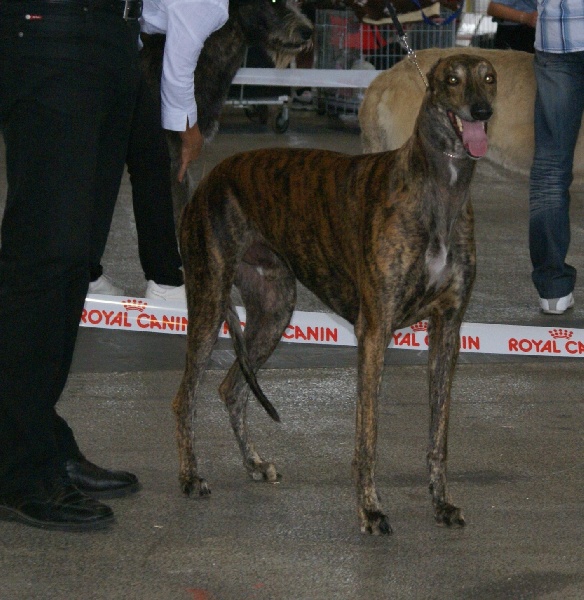 Eliantho for ever Du domaine de pharamond - 3e Excellent