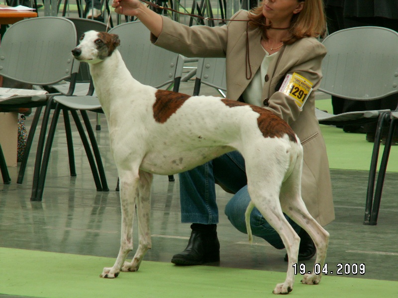CH. Antéah remember her Du domaine de pharamond - CAC-CACIB