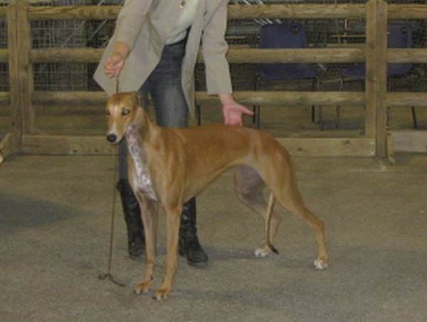 CH. Ellorah Du domaine de pharamond - CACS-1ère Excellent