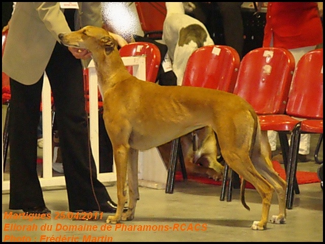 CH. Ellorah Du domaine de pharamond - RCACS- 2e Excellent