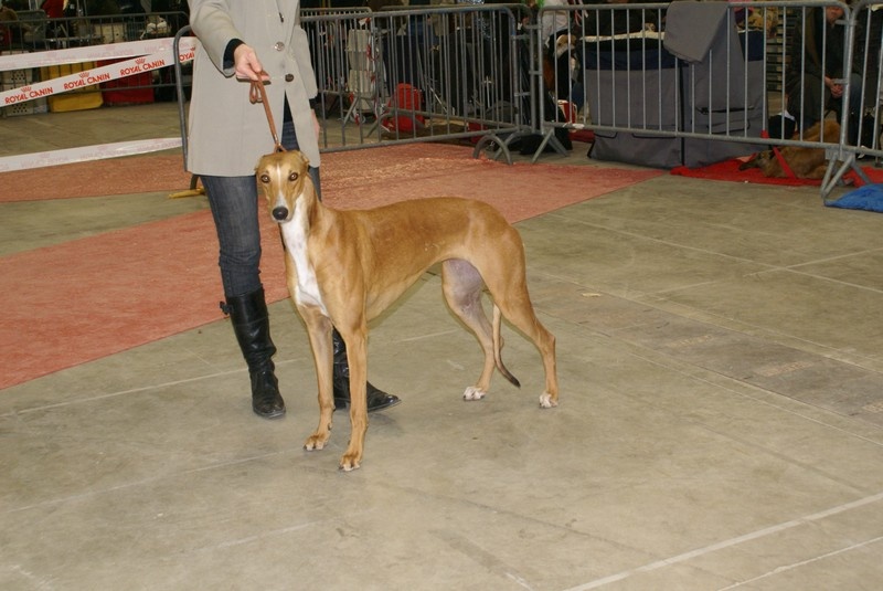 CH. Ellorah Du domaine de pharamond - 1ere excellent- BOB meilleur jeune