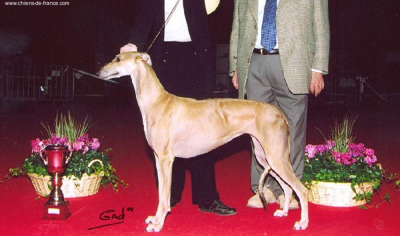 CH. Ryahnna De La Haultière - CACIB BOB BOG