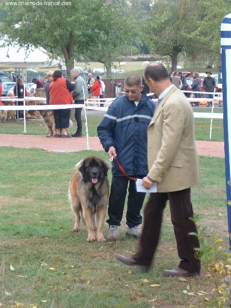 CH. Ulanne des Jardins De Boudou - EXCELLENT pré selectionnée