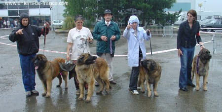 CH. Ulanne des Jardins De Boudou - 1 ère EXCELLENT CACIB CACS