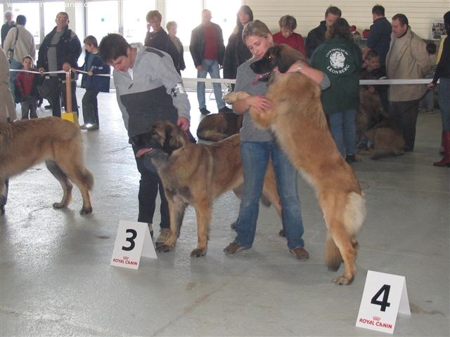 CH. Ulanne des Jardins De Boudou - CACIB