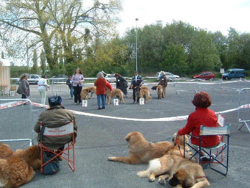 CH. Ulanne des Jardins De Boudou - CACIB