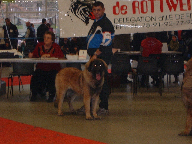 CH. Ulanne des Jardins De Boudou - CACIB