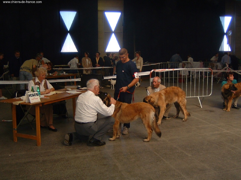 CH. Ulanne des Jardins De Boudou - CACIB