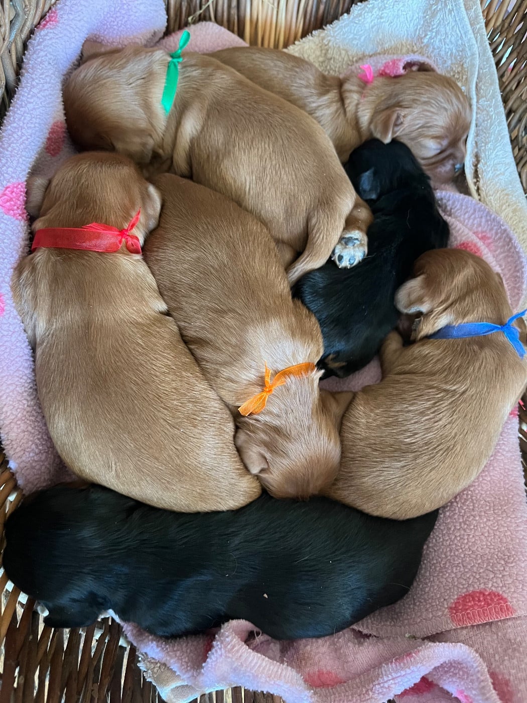 Cavalier King Charles Spaniel - des Méandres de la Vézère