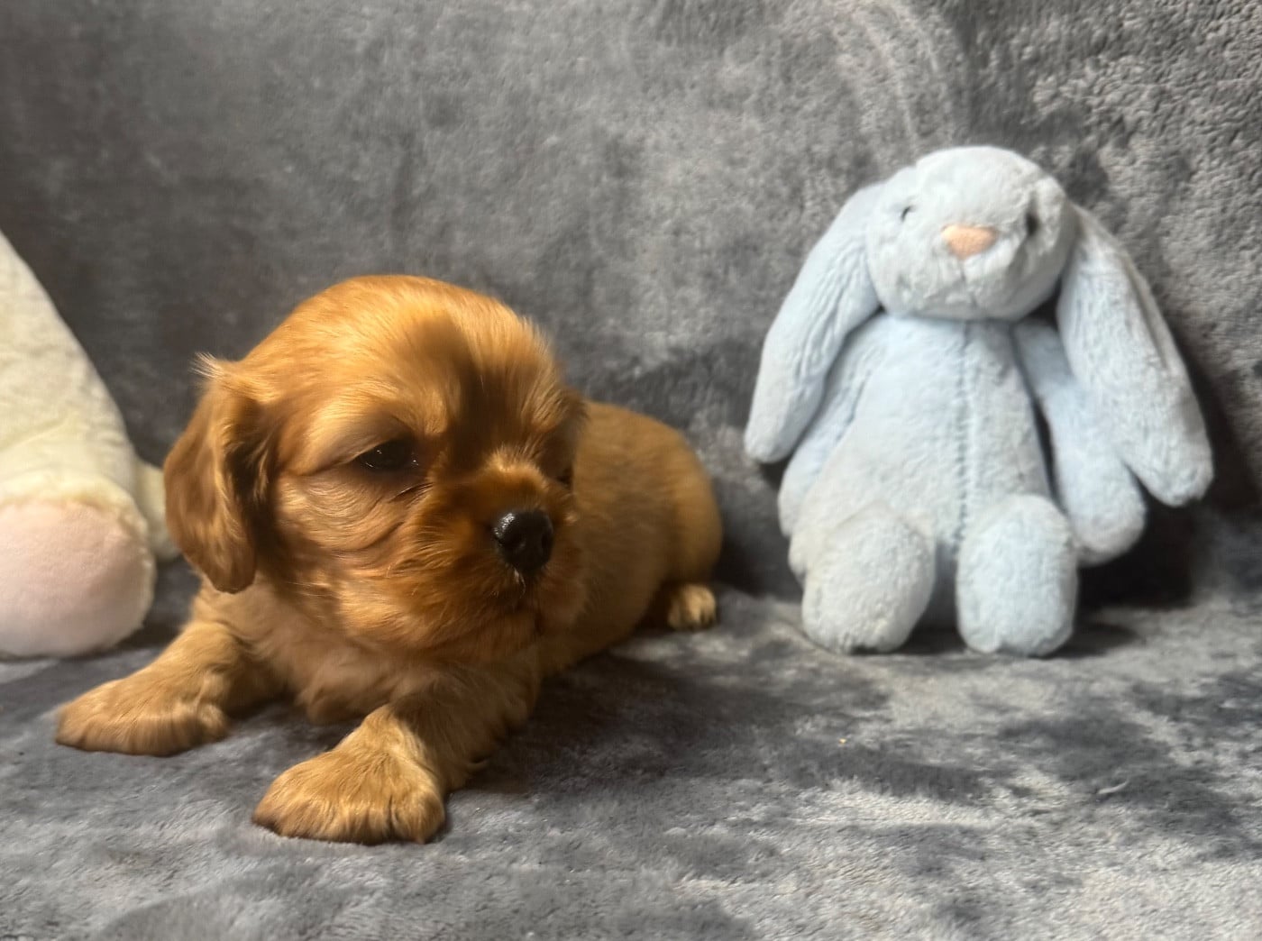 Cavalier King Charles Spaniel - des Méandres de la Vézère
