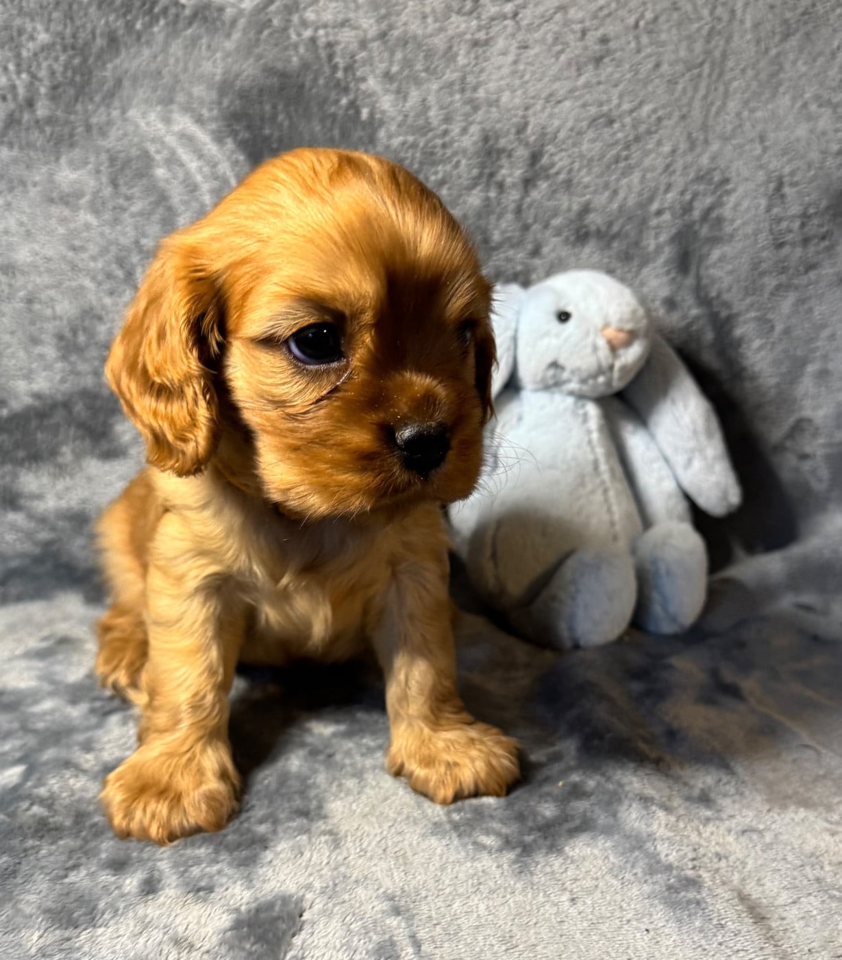Cavalier King Charles Spaniel - des Méandres de la Vézère