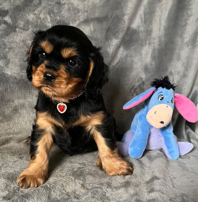 Les chiots de Cavalier King Charles Spaniel