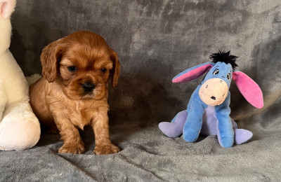 Les chiots de Cavalier King Charles Spaniel