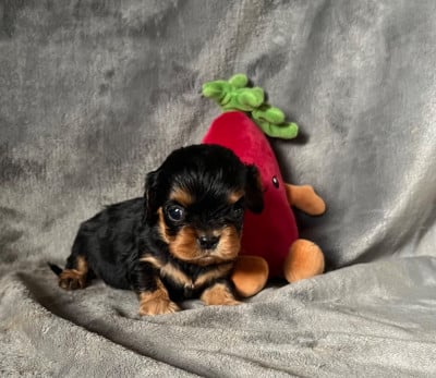 Les chiots de Cavalier King Charles Spaniel