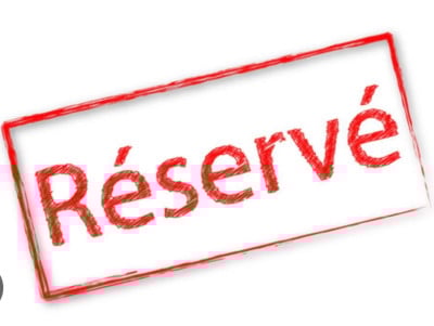 Les chiots de Cavalier King Charles Spaniel