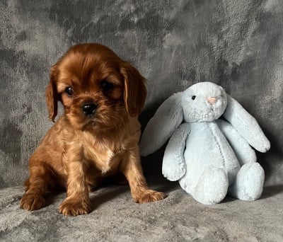 Les chiots de Cavalier King Charles Spaniel