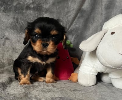 Les chiots de Cavalier King Charles Spaniel