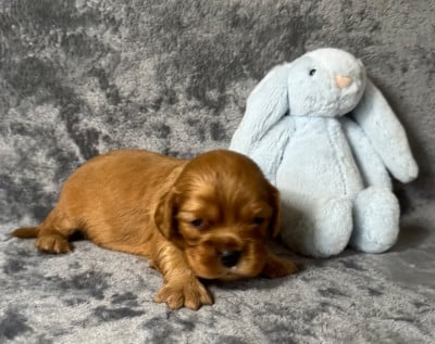 Cavalier King Charles Spaniel