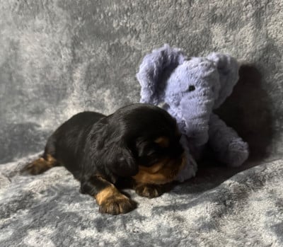Les chiots de Cavalier King Charles Spaniel