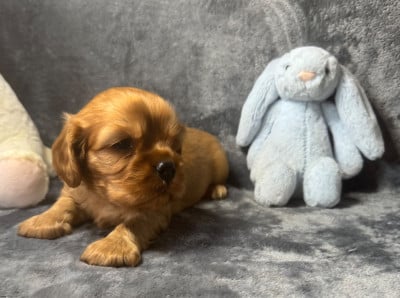 Les chiots de Cavalier King Charles Spaniel