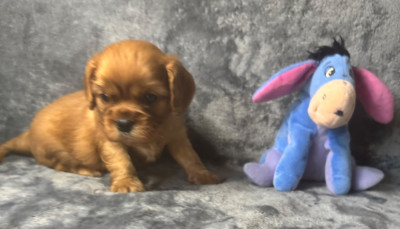 Les chiots de Cavalier King Charles Spaniel