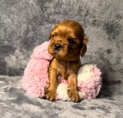 Les chiots de Cavalier King Charles Spaniel