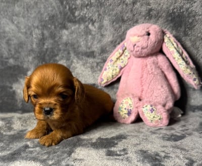 Les chiots de Cavalier King Charles Spaniel