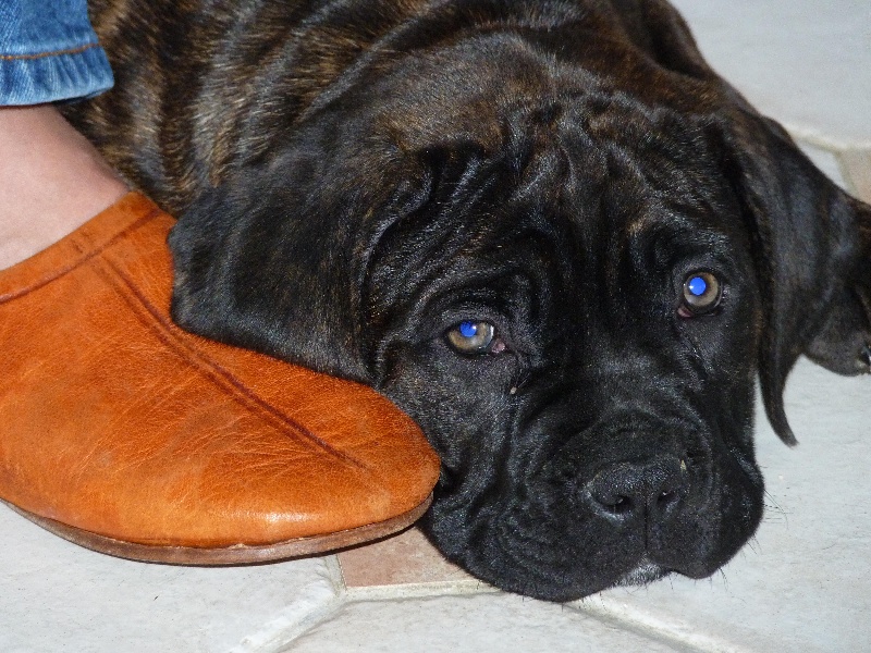 Enora des Loups Des Carrières