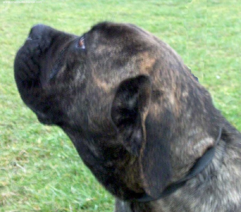 Vanille des Loups Des Carrières