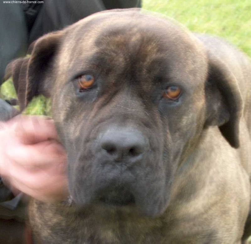 Vanille des Loups Des Carrières