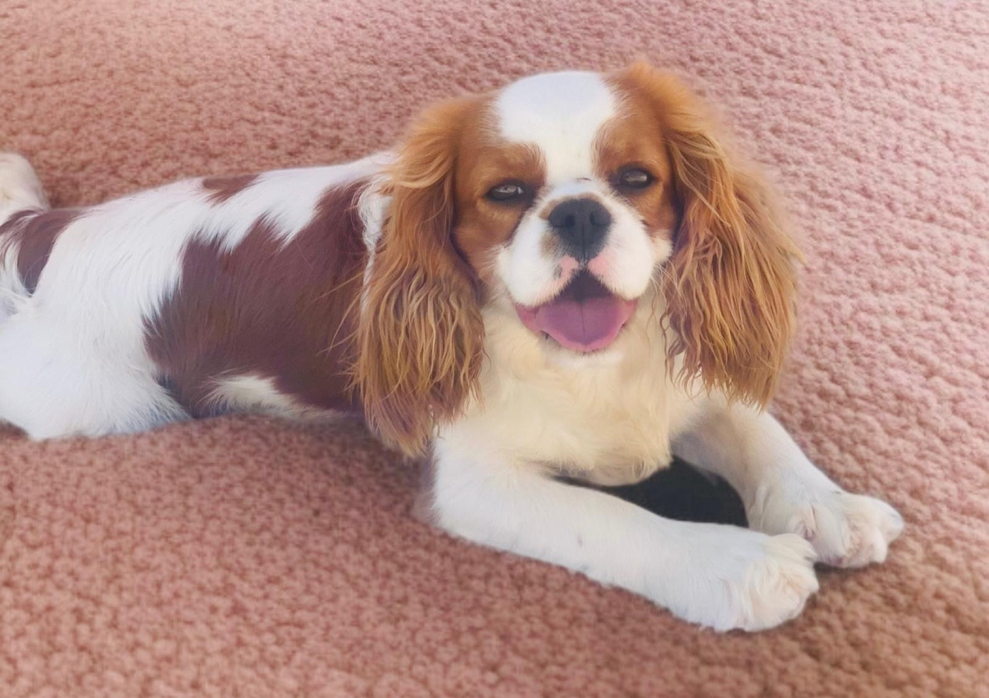 VELOUR Du Mas De Dixie